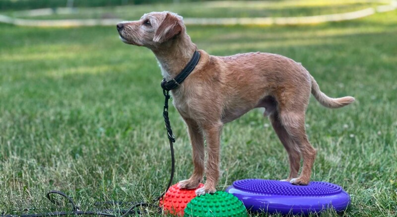 Hundefitness-Kurs von Kirsten Enge und Ann-Kristin Baison, Hundeschule M&ouml;lln